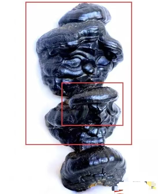 人形灵芝的前世今生